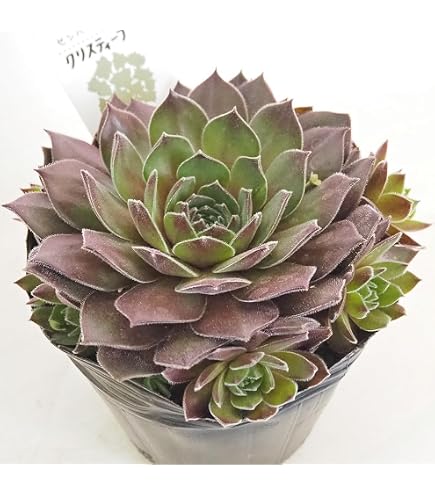 多肉植物　センペルビウム　 メッテニアナム錦 　メッテニー錦　水色 Amazon｜多肉植物 センペルビウム メッテニアナム錦 メッテニー錦 水色